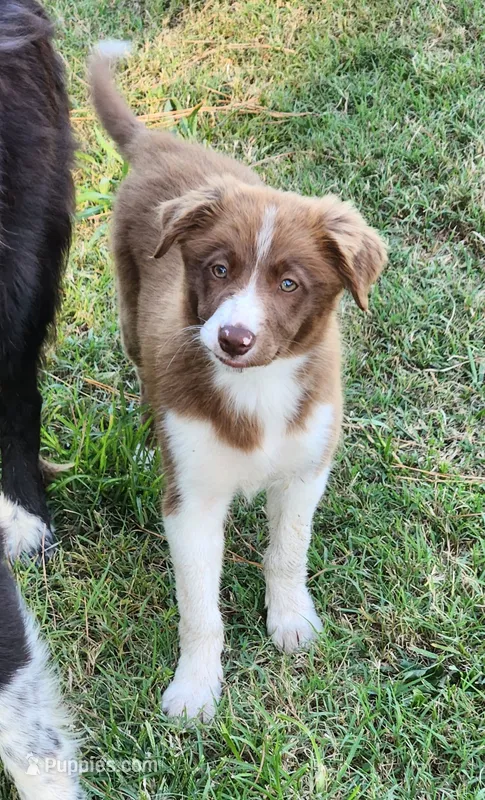 Female 3 – Border Collie puppy for sale in Gloucester, VA