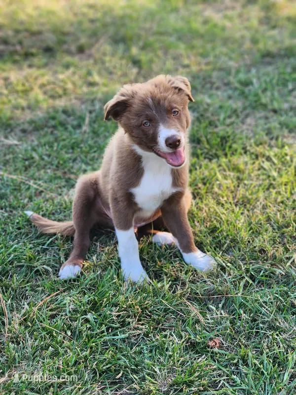 Honey Male 2 – Border Collie puppy for sale in Gloucester, VA