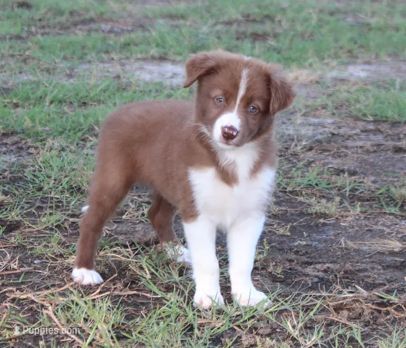 Female 3 – Border Collie puppy for sale in Gloucester, VA
