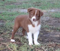 Female 3, a female Border Collie for sale in Gloucester, VA – 1 of 4