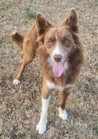 Puppies due, a  Border Collie for sale in Gloucester, VA – 3 of 3