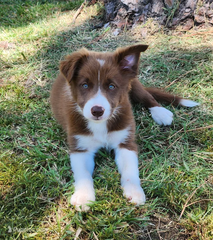 Female 1 – Border Collie puppy for sale in Gloucester, VA