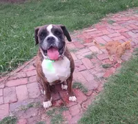 Peaches, a female Boxer and Valley Bulldog for sale in Gloucester, VA – Photo 2 of 3