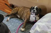 Peaches, a female Boxer and Valley Bulldog for sale in Gloucester, VA – Photo 3 of 3