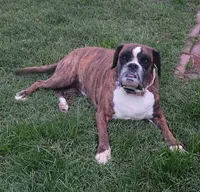 Peaches, a female Boxer and Valley Bulldog for sale in Gloucester, VA – Photo 1 of 3