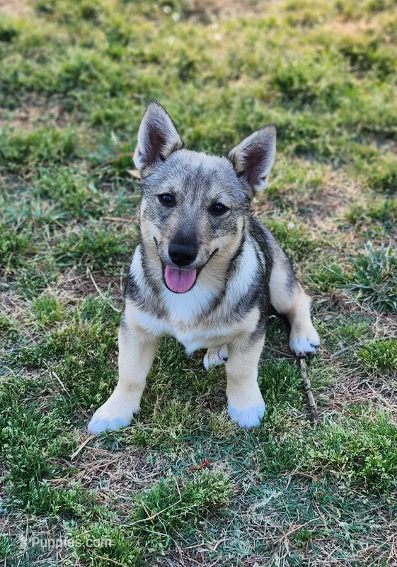 Precious  – Swedish Vallhund puppy for sale in Gloucester, VA