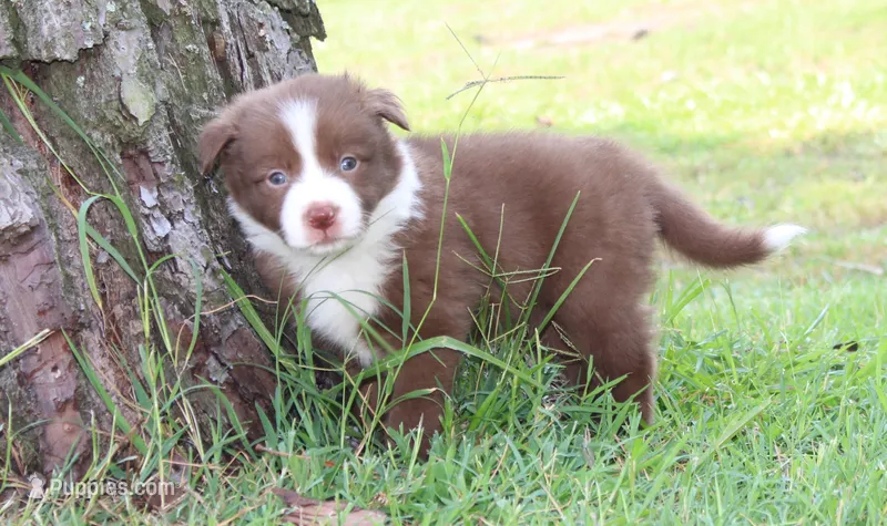 Honey Female 2 – Border Collie puppy for sale in Gloucester, VA