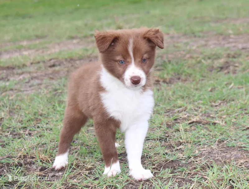 Honey Female 1 – Border Collie puppy for sale in Gloucester, VA