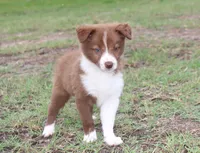 Honey Female 1, a female Border Collie for sale in Gloucester, VA – 3 of 4