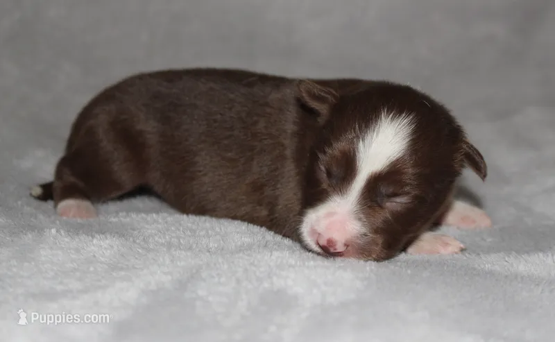 Male 1 – Border Collie puppy for sale in Gloucester, VA