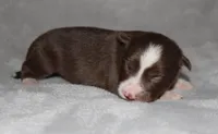 Male 1, a male Border Collie for sale in Gloucester, VA – 1 of 2
