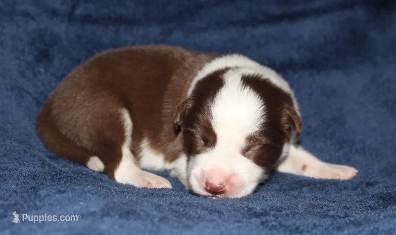 Male 2 – Border Collie puppy for sale in Gloucester, VA