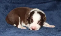 Male 2, a male Border Collie for sale in Gloucester, VA – 1 of 2