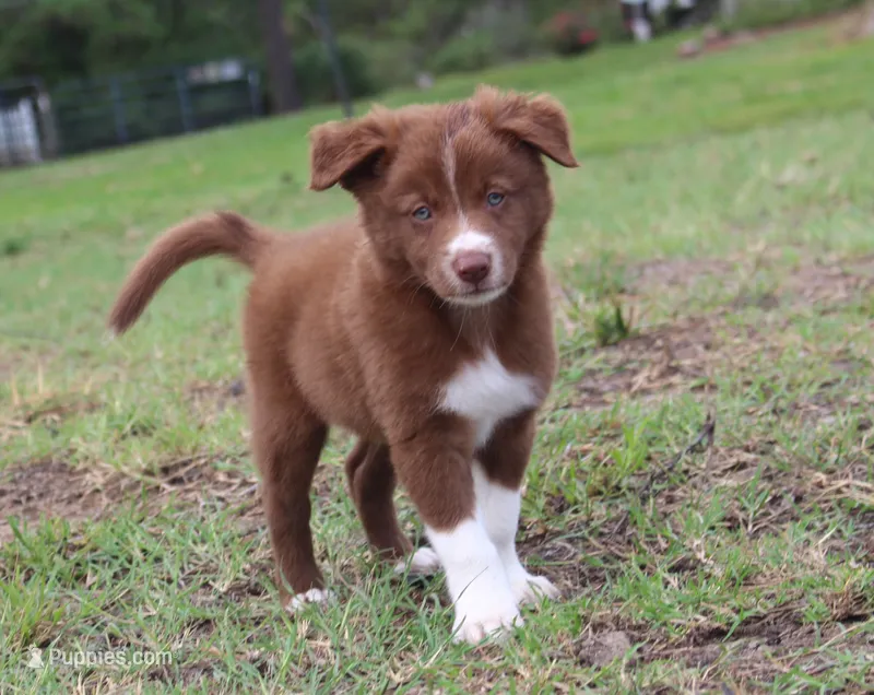 Honey Male 1 – Border Collie puppy for sale in Gloucester, VA