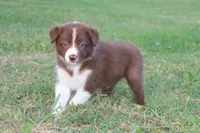 Female 3, a female Border Collie for sale in Gloucester, VA – 4 of 4