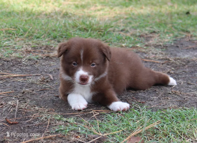 Honey Male 2 – Border Collie puppy for sale in Gloucester, VA