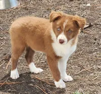 Honey Female 1, a female Border Collie for sale in Gloucester, VA – 1 of 4