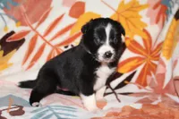 Female 3, a female Border Collie for sale in Gloucester, VA – 2 of 3