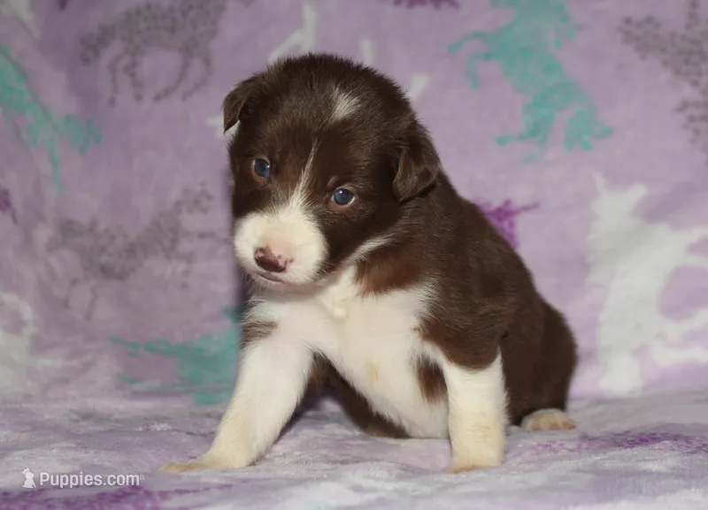 Female 1 – Border Collie puppy for sale in Gloucester, VA