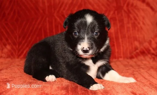 Male 1 – Border Collie puppy for sale in Gloucester, VA