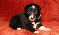 Male 1, a male Border Collie for sale in Gloucester, VA – 1 of 2