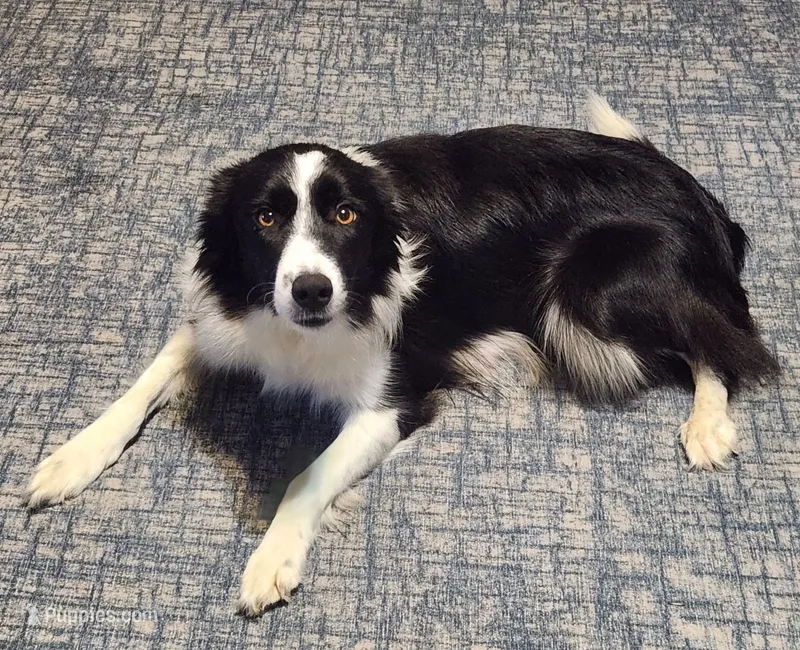 Due – Border Collie puppy for sale in Gloucester, VA