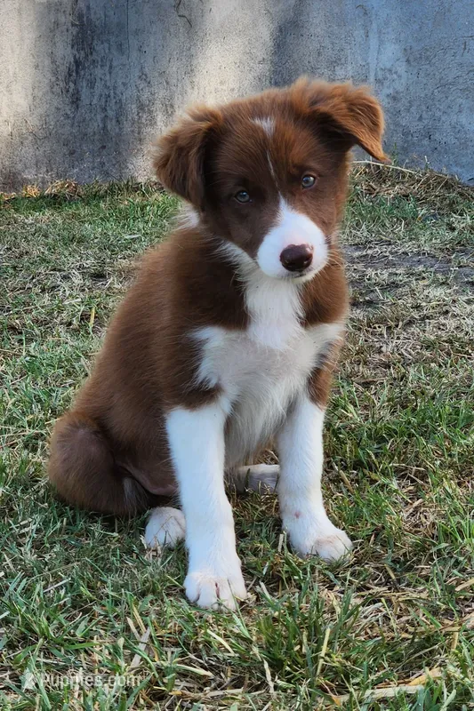 Female 1 – Border Collie puppy for sale in Gloucester, VA