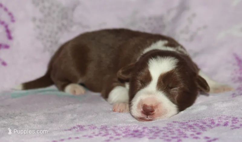 Female 4 – Border Collie puppy for sale in Gloucester, VA