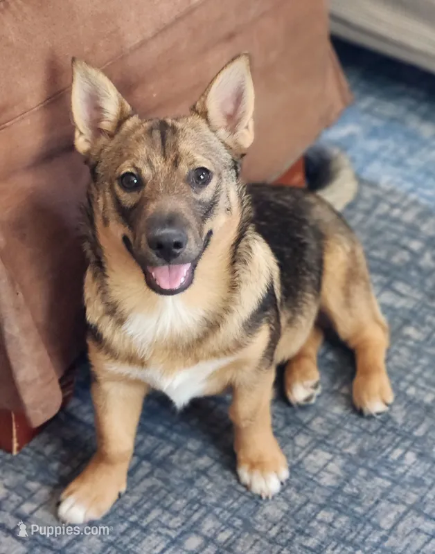 Chunk chunk – Swedish Vallhund puppy for sale in Gloucester, VA