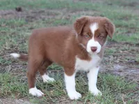 Female 4, a female Border Collie for sale in Gloucester, VA – 2 of 4