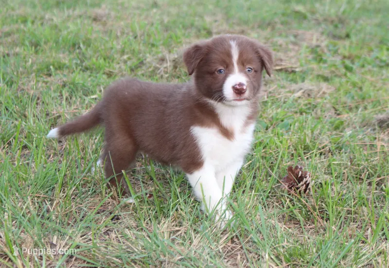 Female 3 – Border Collie puppy for sale in Gloucester, VA