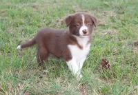 Female 3, a female Border Collie for sale in Gloucester, VA – 3 of 4