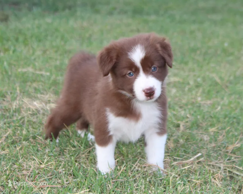 Female 4 – Border Collie puppy for sale in Gloucester, VA