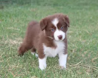 Female 4, a female Border Collie for sale in Gloucester, VA – 3 of 4