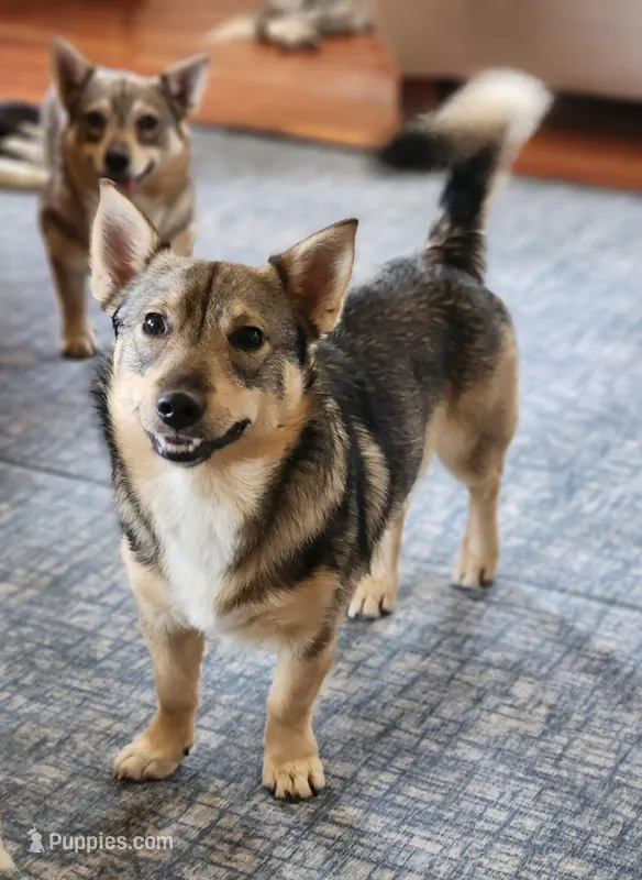 Rascal – Swedish Vallhund puppy for sale in Gloucester, VA