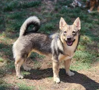 Princess, a female Swedish Vallhund for sale in Gloucester, VA – 2 of 3