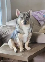 Rascal, a male Swedish Vallhund for sale in Gloucester, VA – 1 of 3