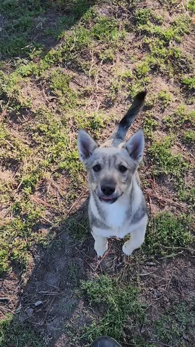 Pickles, a female Swedish Vallhund for sale in Gloucester, VA – 5 of 5