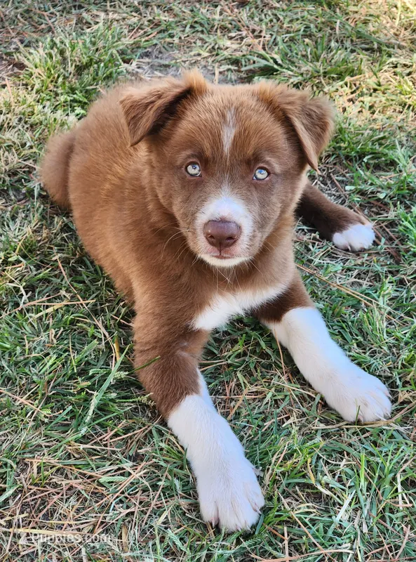 Honey Male 1 – Border Collie puppy for sale in Gloucester, VA