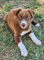 Honey Male 1, a male Border Collie for sale in Gloucester, VA – 1 of 4
