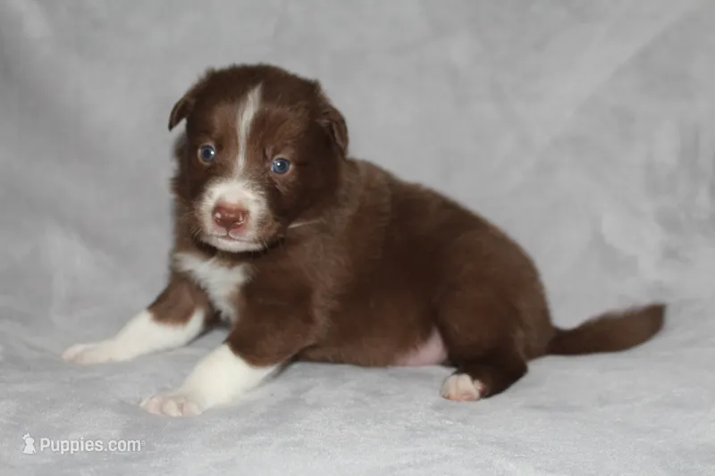 Honey Male 1 – Border Collie puppy for sale in Gloucester, VA