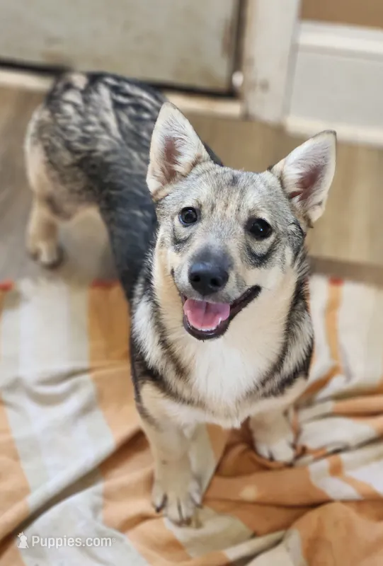 Pickles – Swedish Vallhund puppy for sale in Gloucester, VA