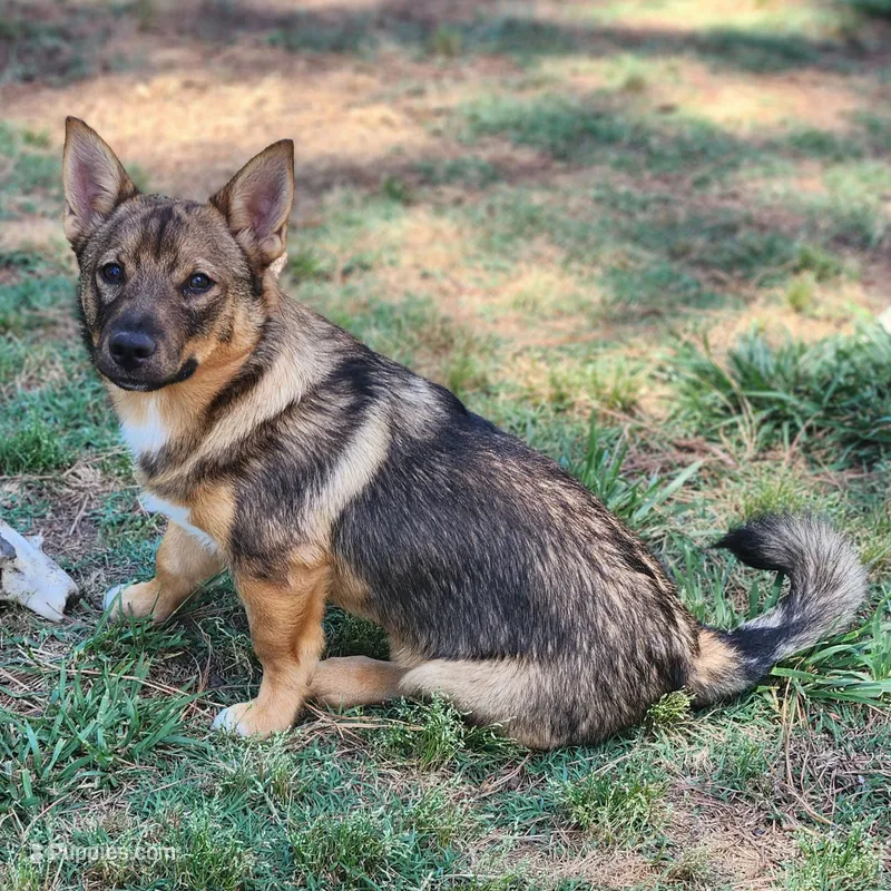 Buck – Swedish Vallhund puppy for sale in Gloucester, VA