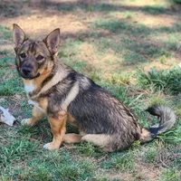 Buck, a male Swedish Vallhund for sale in Gloucester, VA – 1 of 5