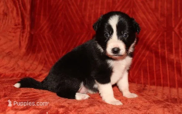 Male 2 – Border Collie puppy for sale in Gloucester, VA