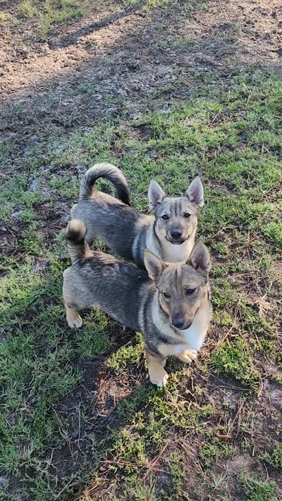 Prissy, a female Swedish Vallhund for sale in Gloucester, VA – 6 of 6