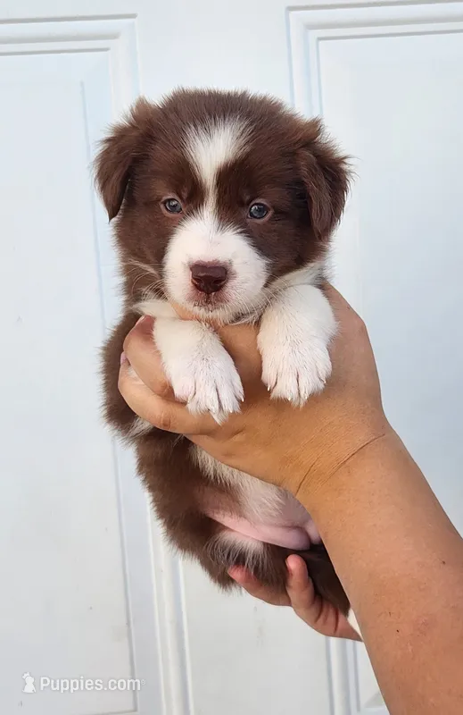 Female 4 – Border Collie puppy for sale in Gloucester, VA