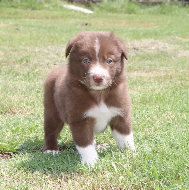 Honey Male 1 – Border Collie puppy for sale in Gloucester, VA