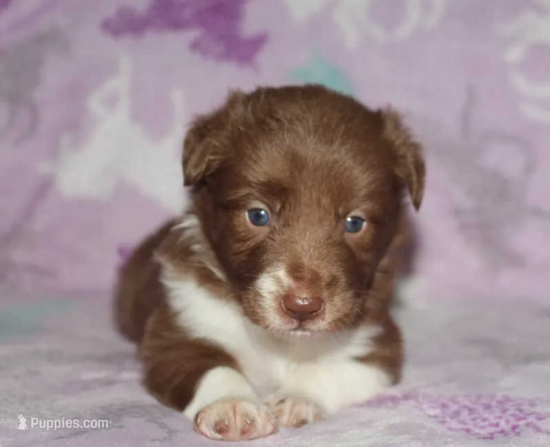 Honey Female 3 – Border Collie puppy for sale in Gloucester, VA