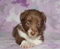 Honey Female 3, a female Border Collie for sale in Gloucester, VA – 1 of 2